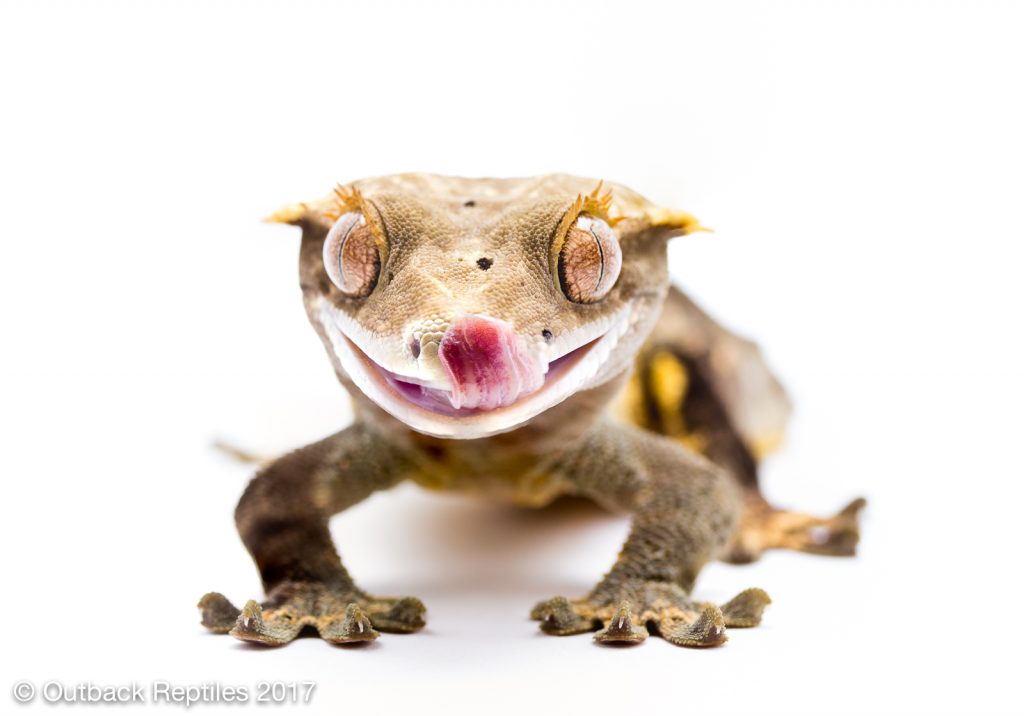 Crested Gecko