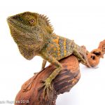 Wide Angle lens for reptile photography
