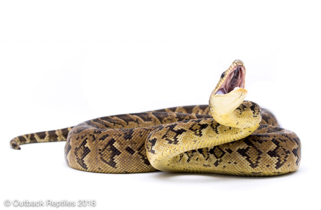 Cuban Boa - Epicrates angulifer