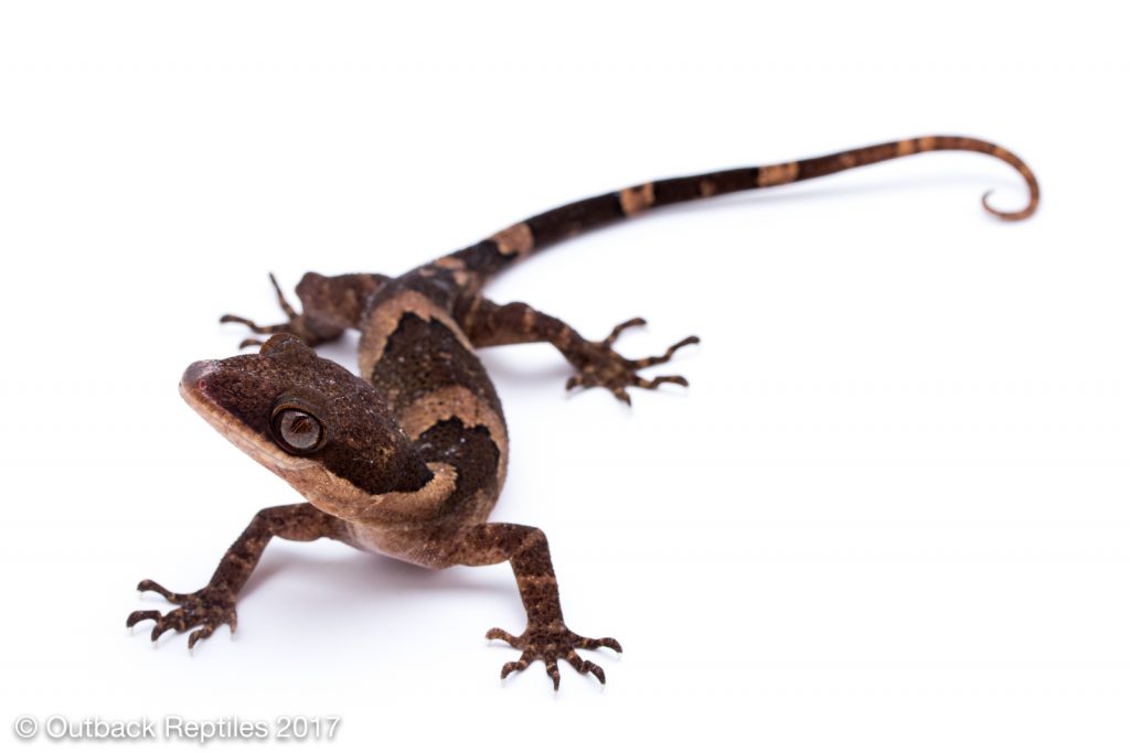 Bent Toed Gecko - Cyrtodactylus irianjayensis