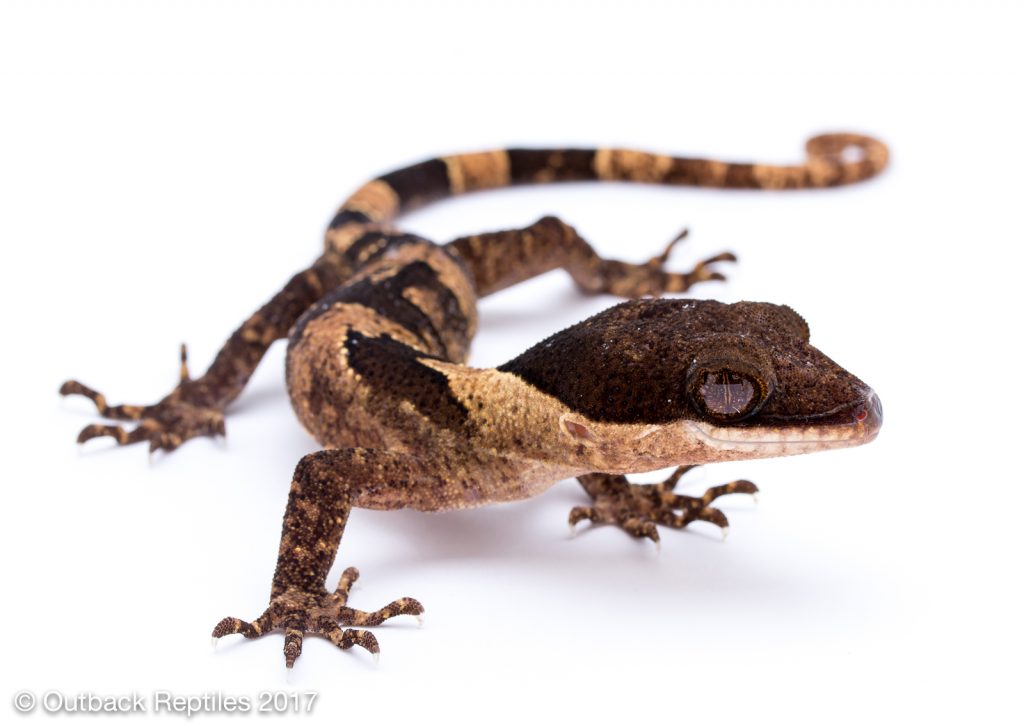 Bent Toed Gecko - Cyrtodactylus irianjayensis