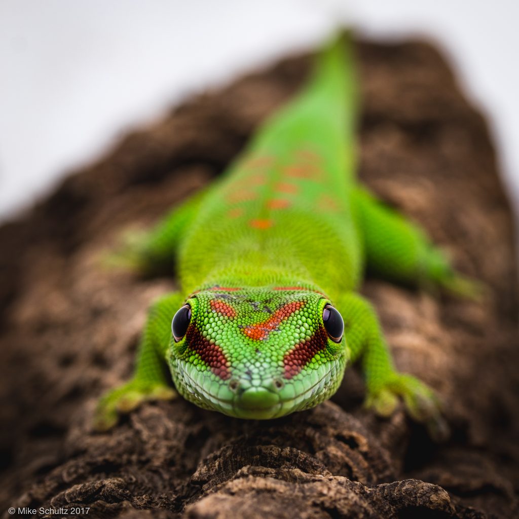 Giant Day Gecko