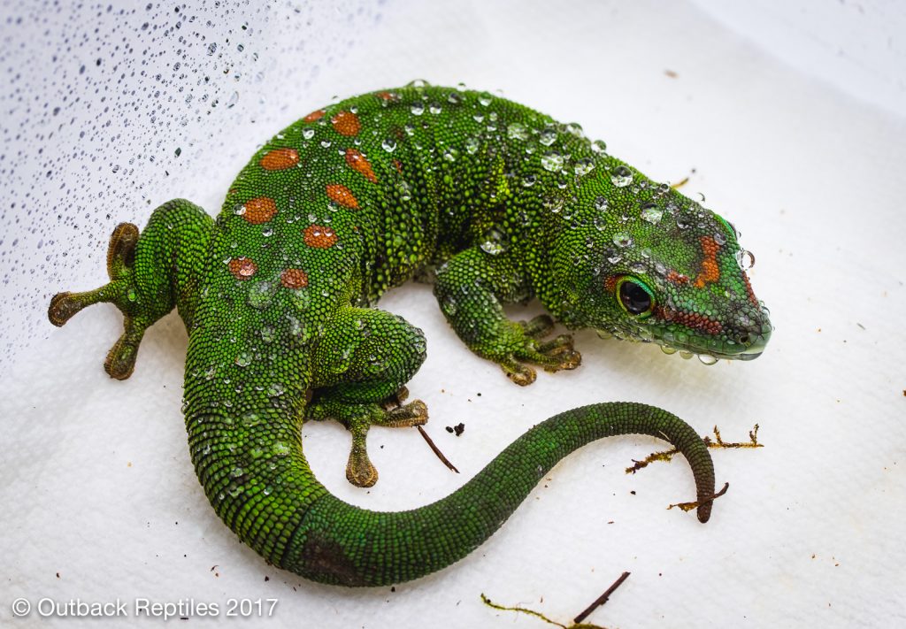 Giant Day Gecko