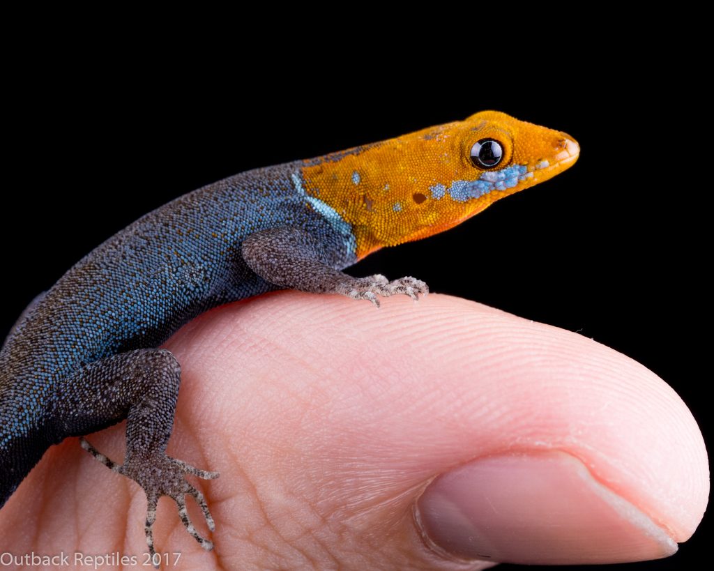 Male Yellow Headed Dwarf Gecko - Gonatodes albogularis