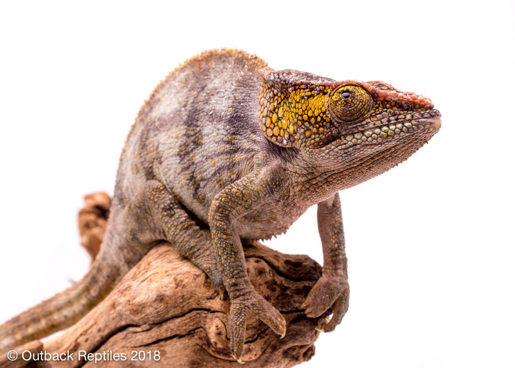 Elephant Ear Chameleon