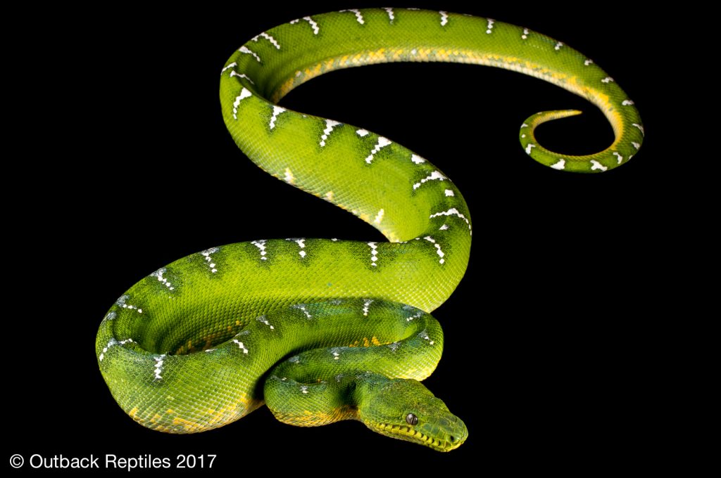 Emerald Tree Boa