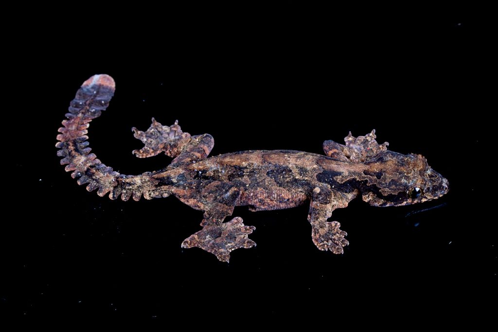 Flying Gecko - Ptychozoon kuhli