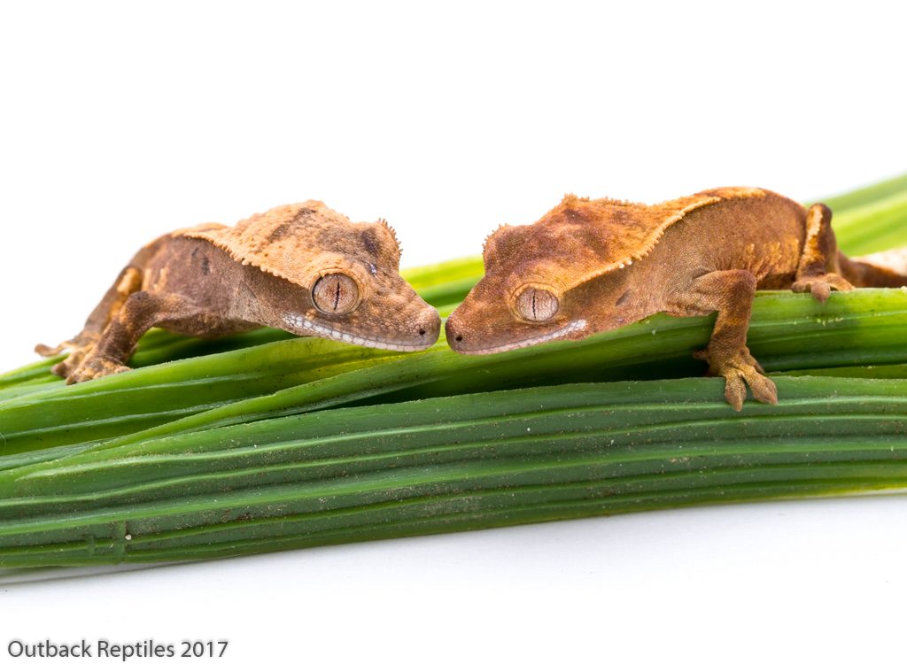 Buy Crested Geckos