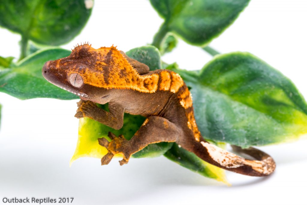 Crested Geckos for sale