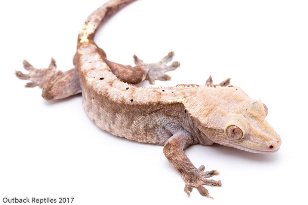 Crested Geckos for sale