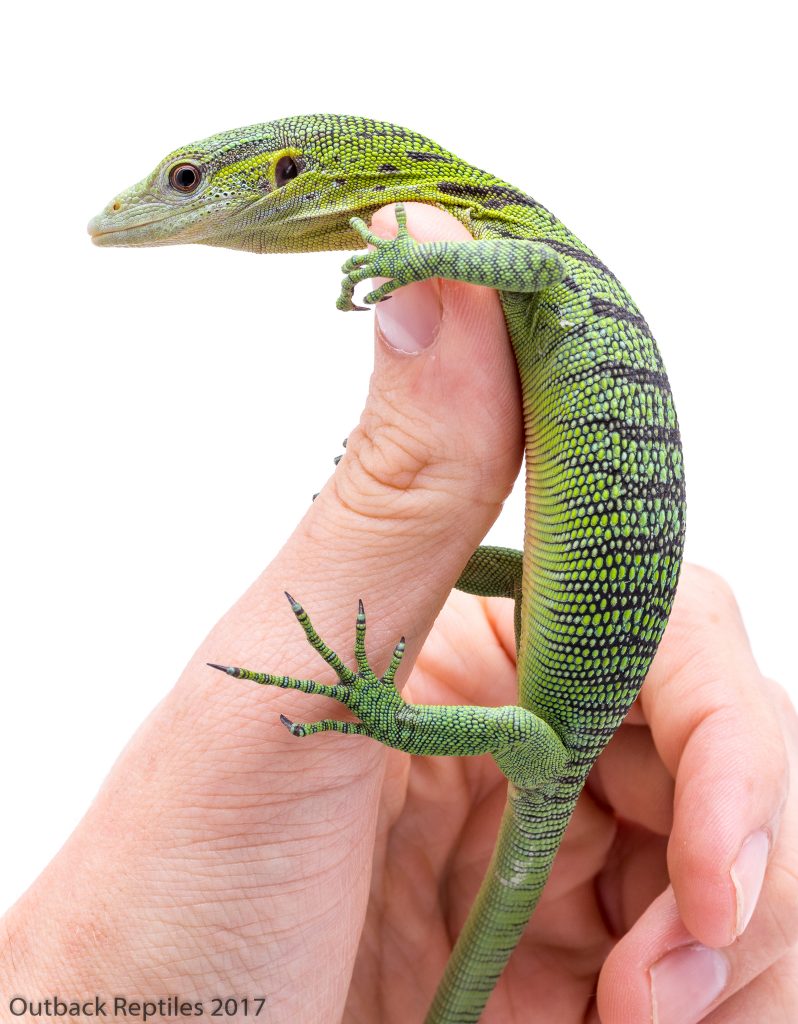 Baby Green Tree Monitor - Varanus prasinus