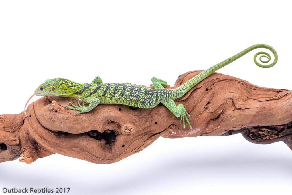 Baby Green Tree Monitor - Varanus prasinus