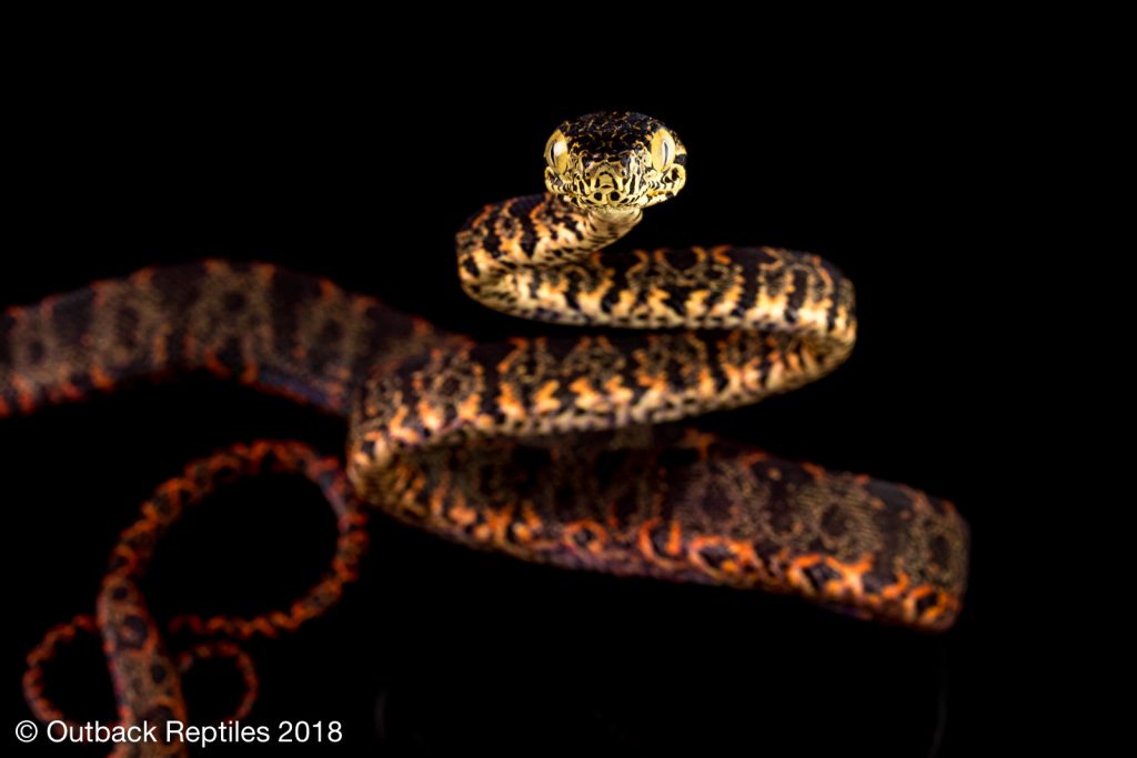 Halloween Amazon Tree Boa