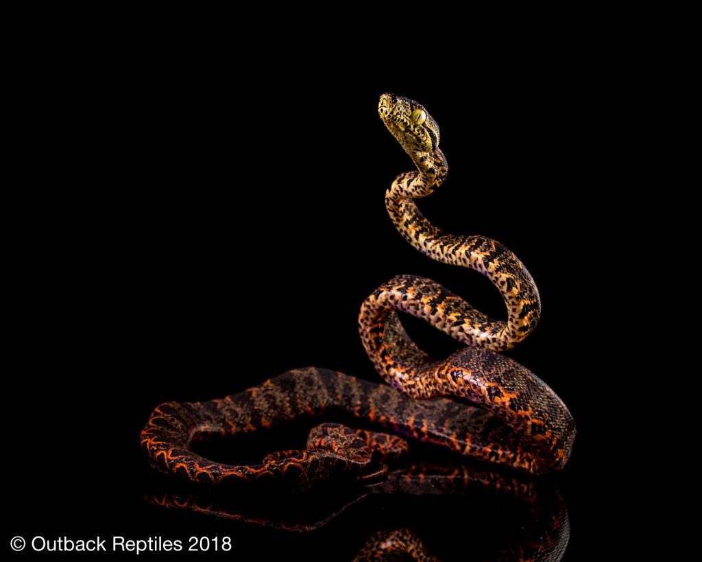 Halloween Amazon Tree Boa