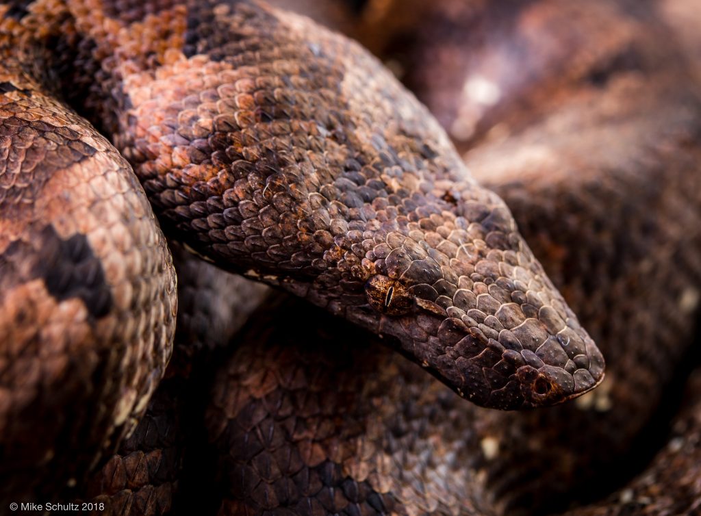 Halmahera Ground Boa - Candoia tasmai