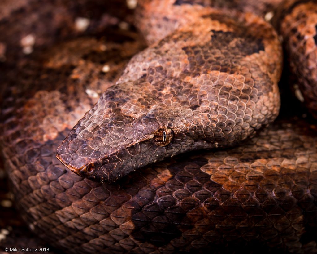 Halmahera Ground Boa - Candoia tasmai