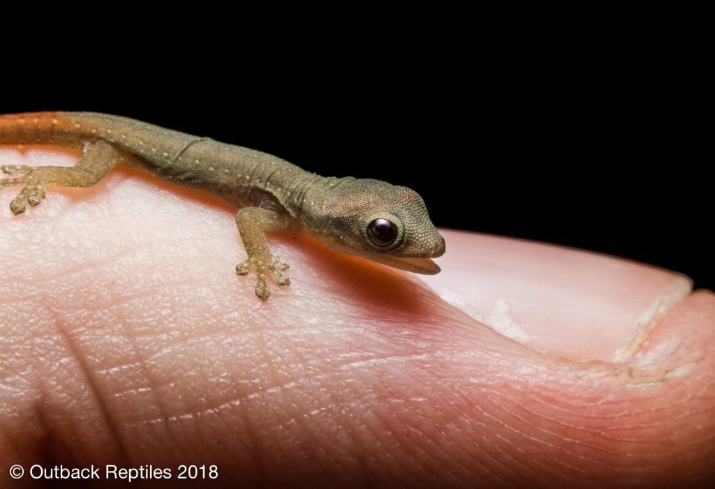 Lygodactylus conraui Dwarf Gecko