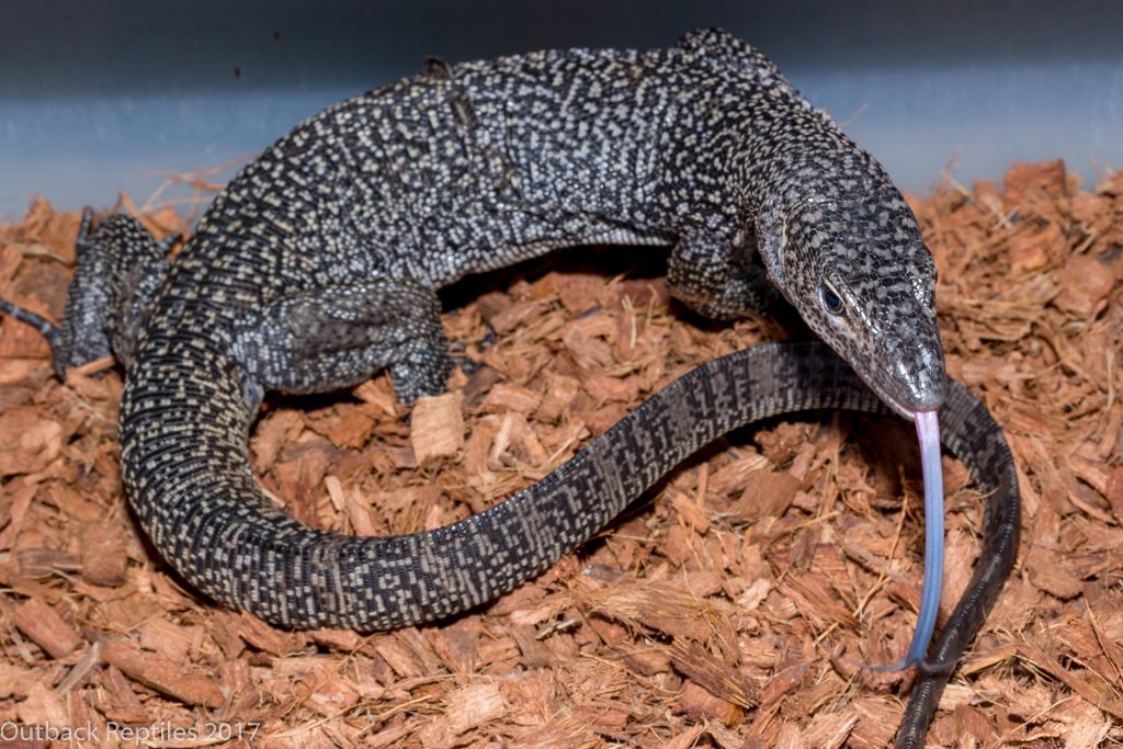 Purple Mangrove Monitor