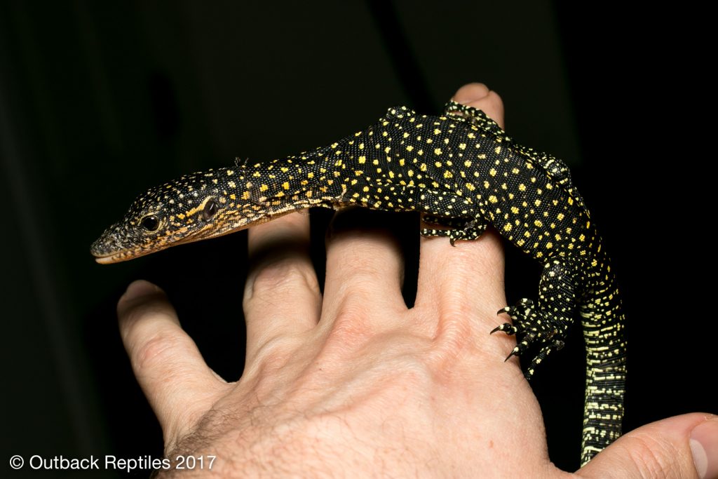 Mangrove Monitor - Varanus indicus