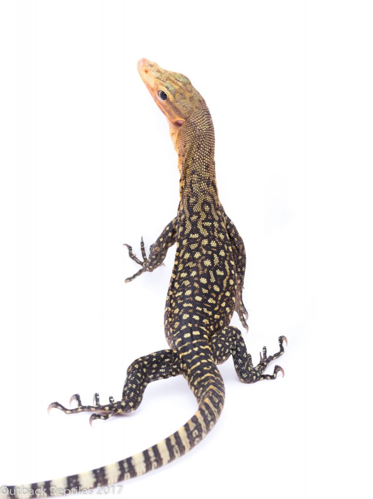 Yellow Quince Monitor - Varanus melinus