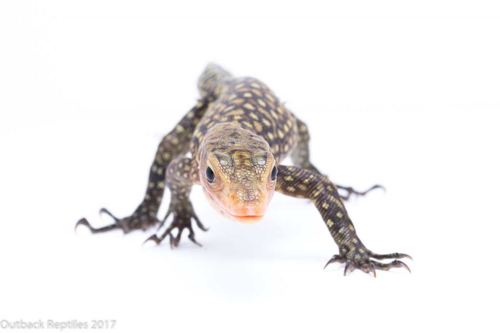 Yellow Quince Monitor - Varanus melinus