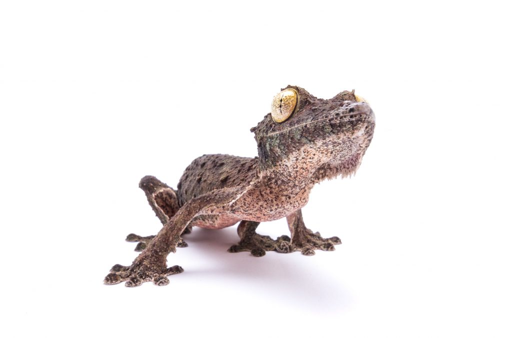 Mossy Leaf Tailed Gecko - Uroplatus sekorae