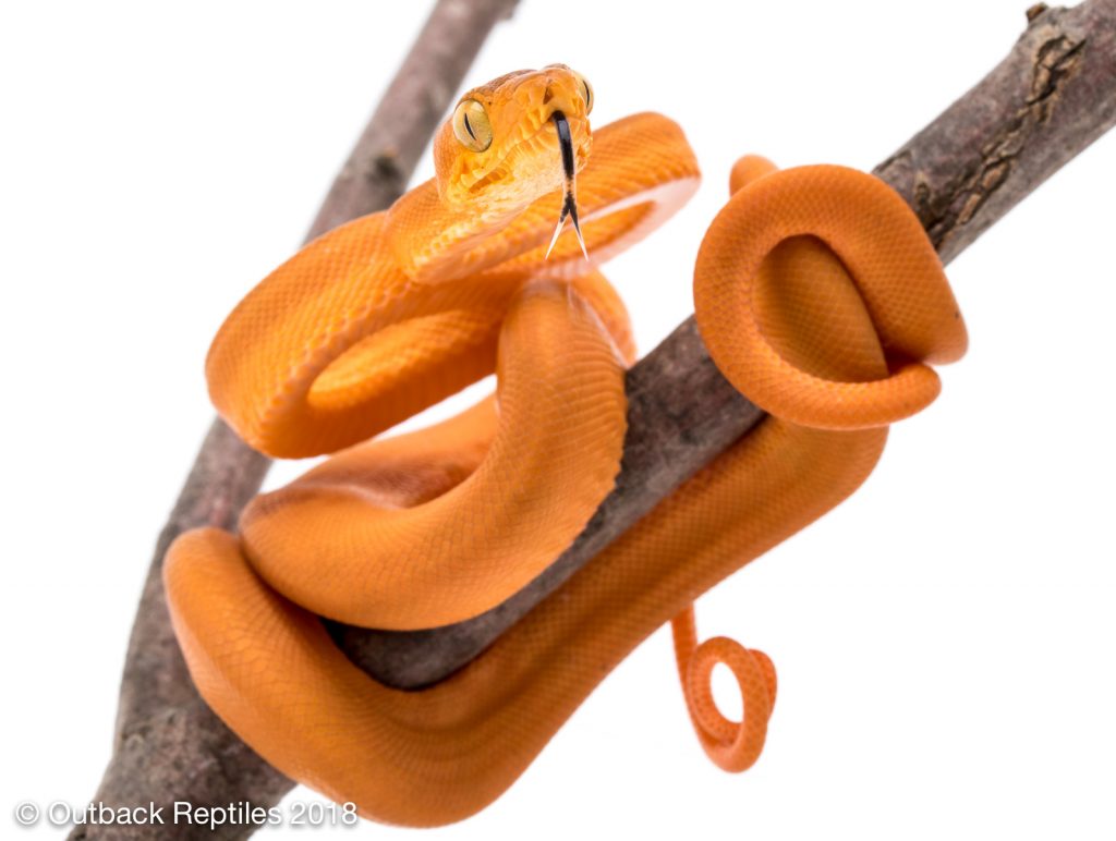 Orange Amazon Tree Boa