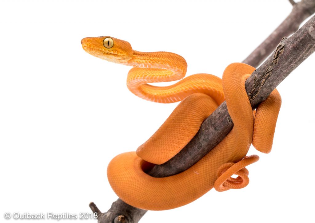 Orange Amazon Tree Boa