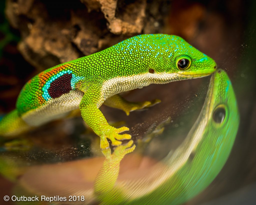 Peacock Day Gecko - Phelsuma quadriocellatus