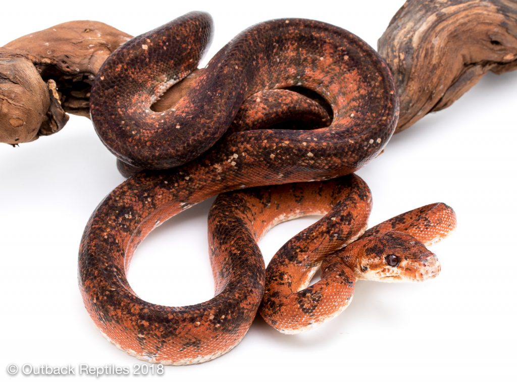 Red Amazon Tree Boa Calico