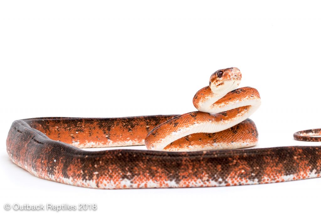 Red Amazon Tree Boa Calico