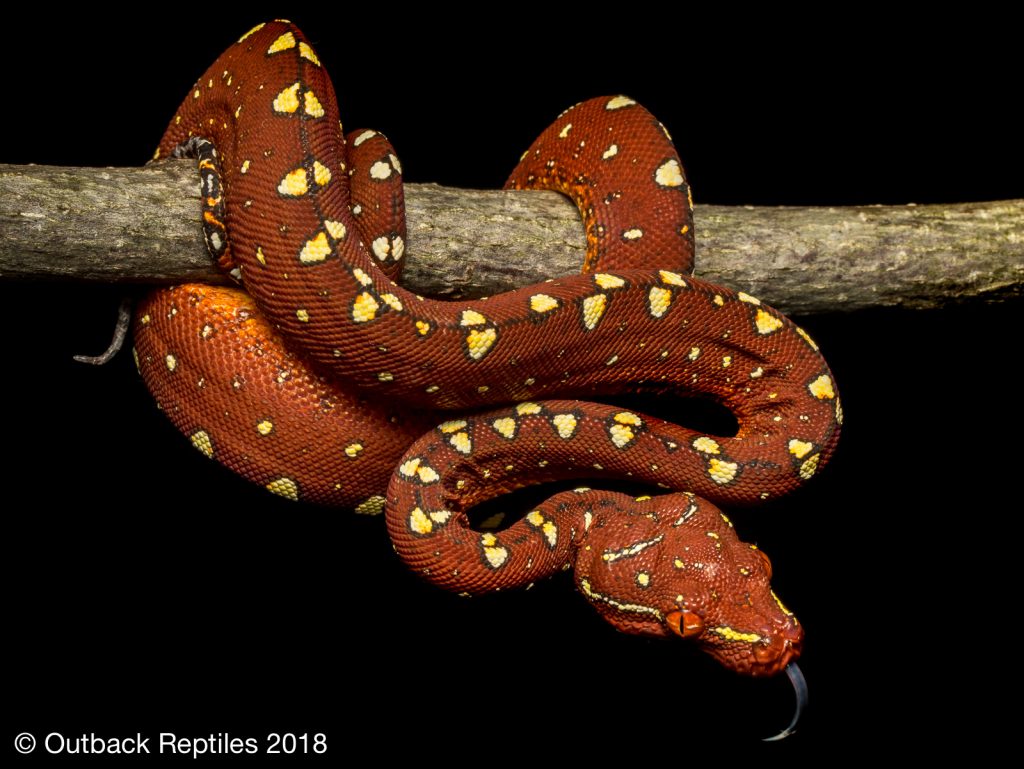 Biak Green Tree Python for sale - Morelia viridis