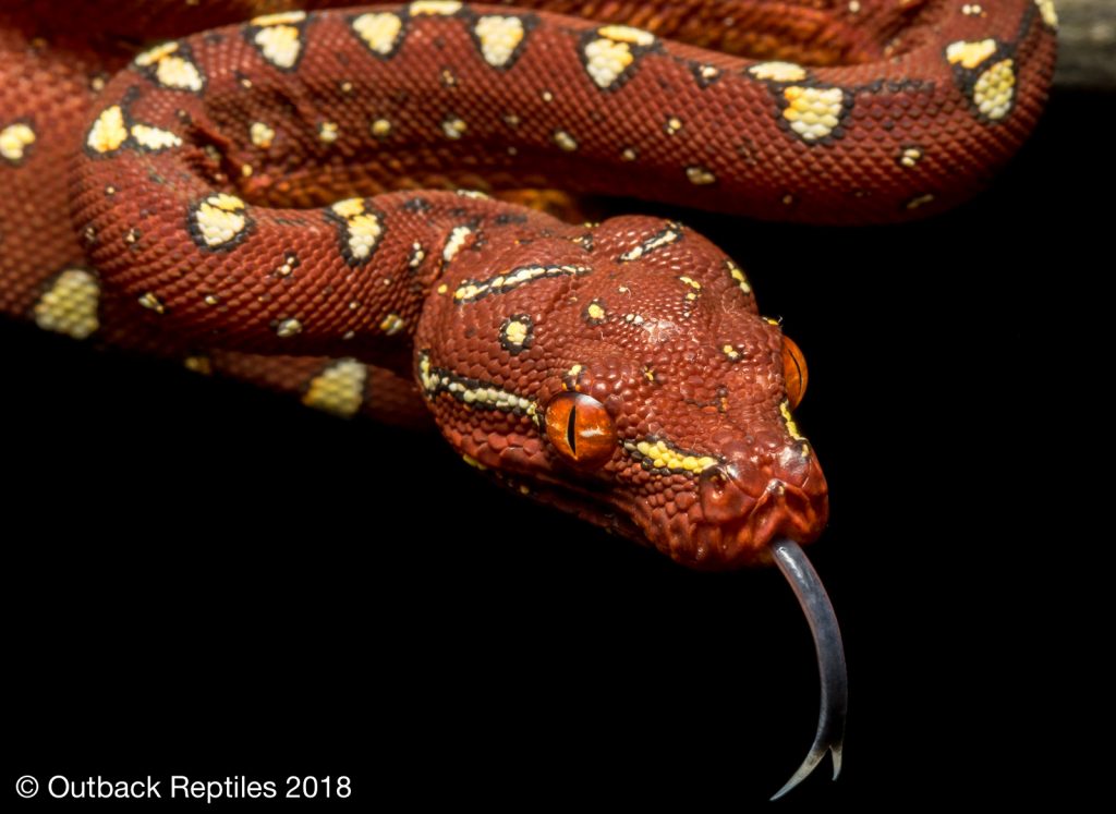 Biak Green Tree Python for sale - Morelia viridis