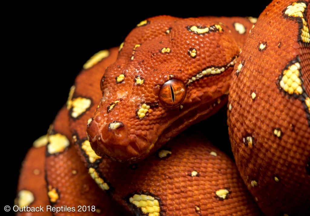 Biak Green Tree Python for sale - Morelia viridis