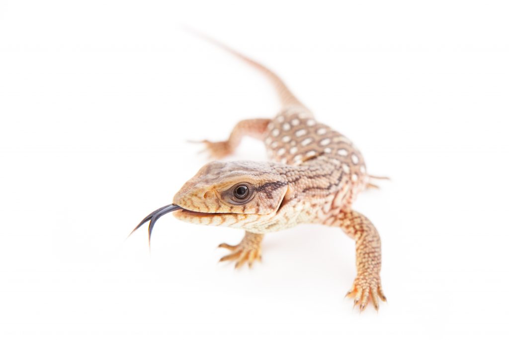 Baby Savannah Monitor for sale