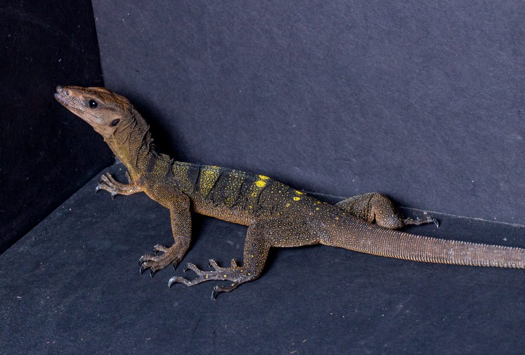 Spiny Monitor - Varanus spinulosis