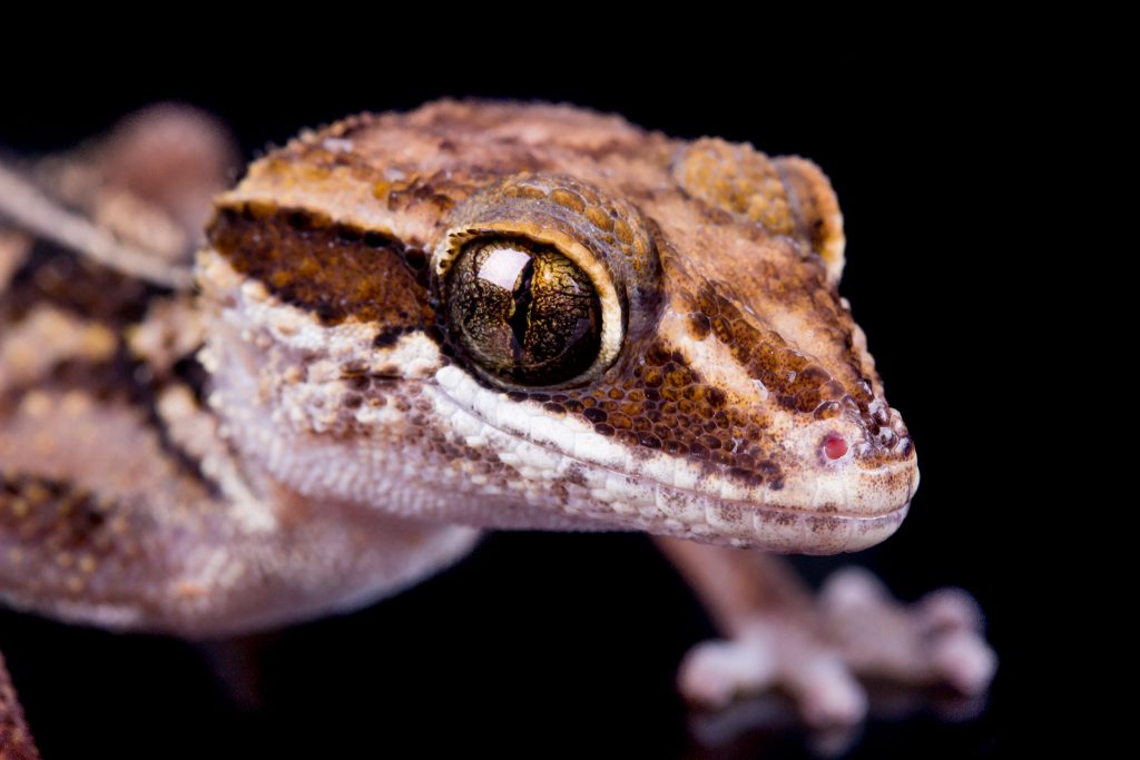 Stumpff's Ground Gecko - Paroedura stumpffi