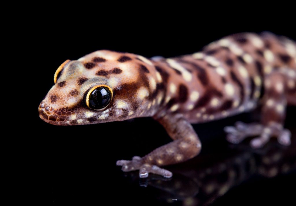 Tiger Gecko - Pachydactylus tigrinus