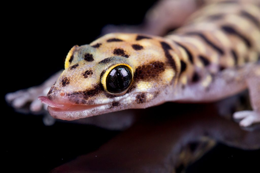 Tiger Gecko - Pachydactylus tigrinus