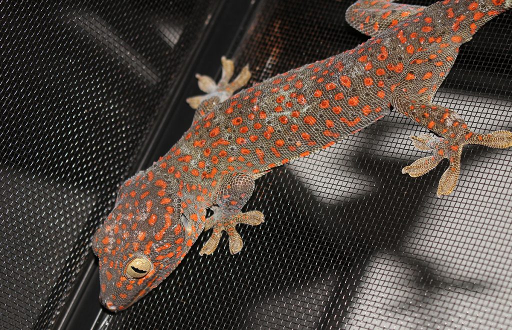 Tokay Gecko