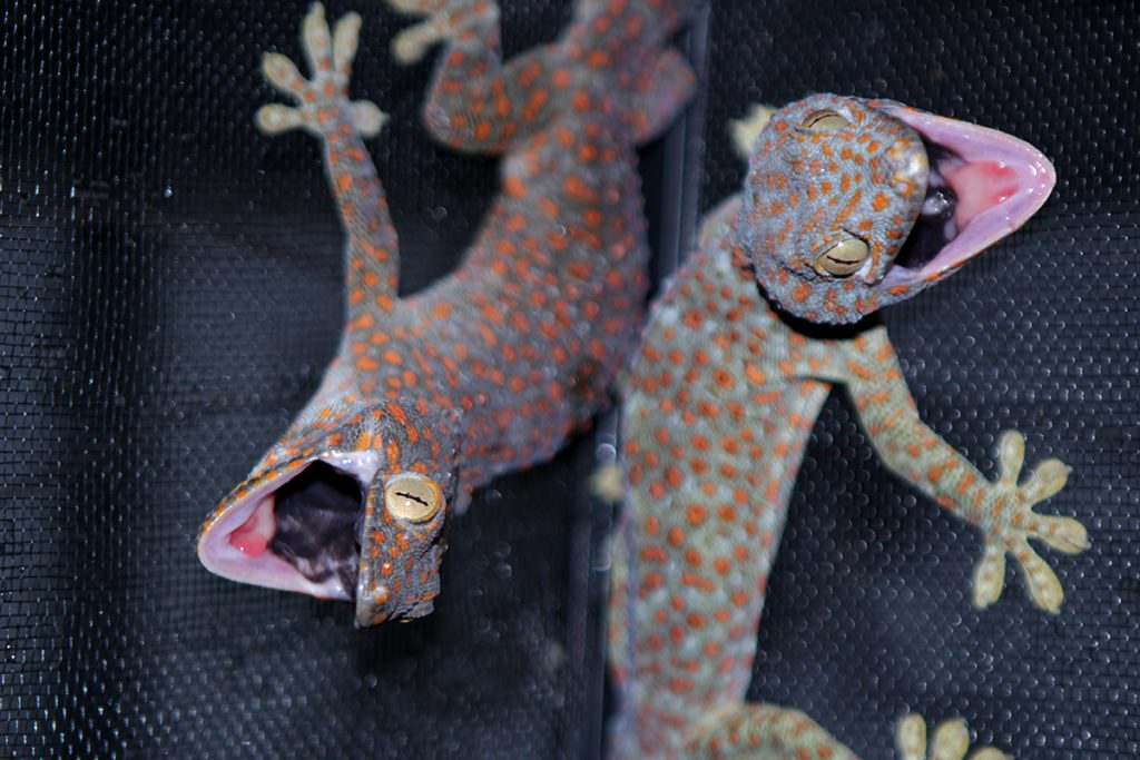 Tokay Gecko