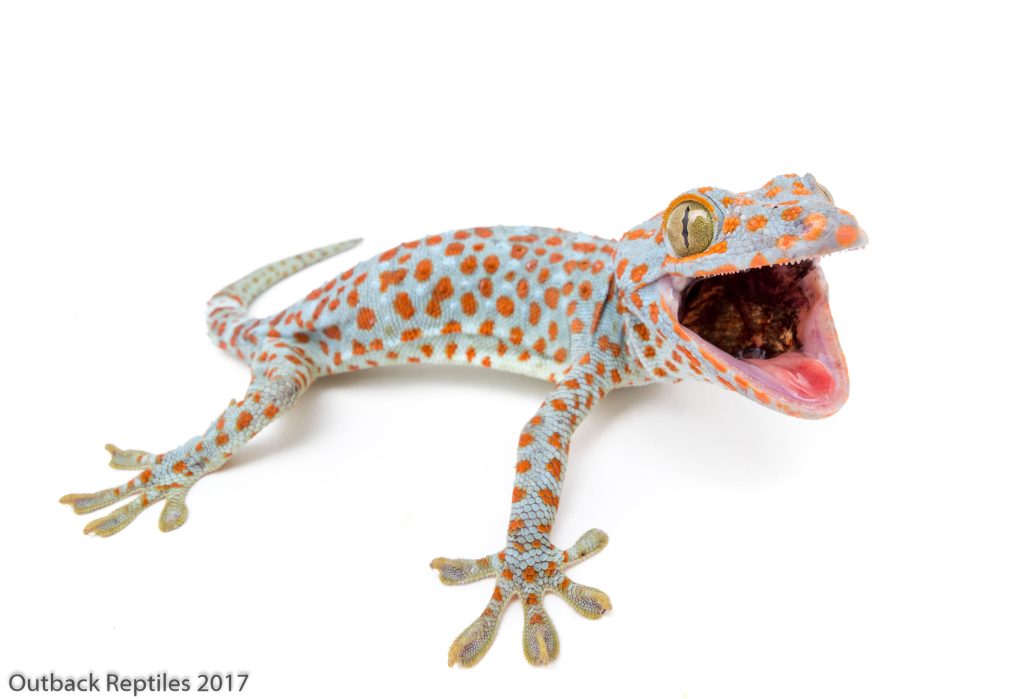 Tokay gecko