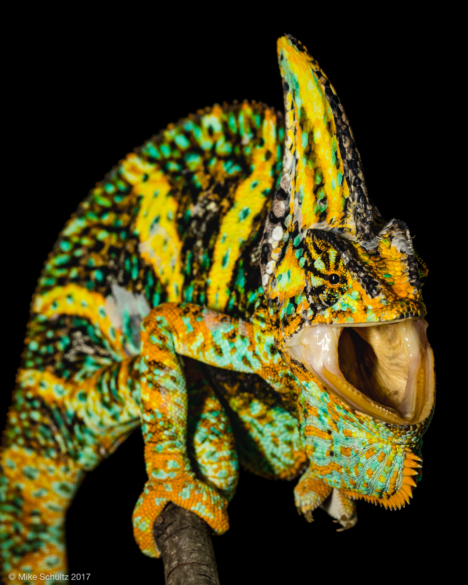 Veiled Chameleon care guide