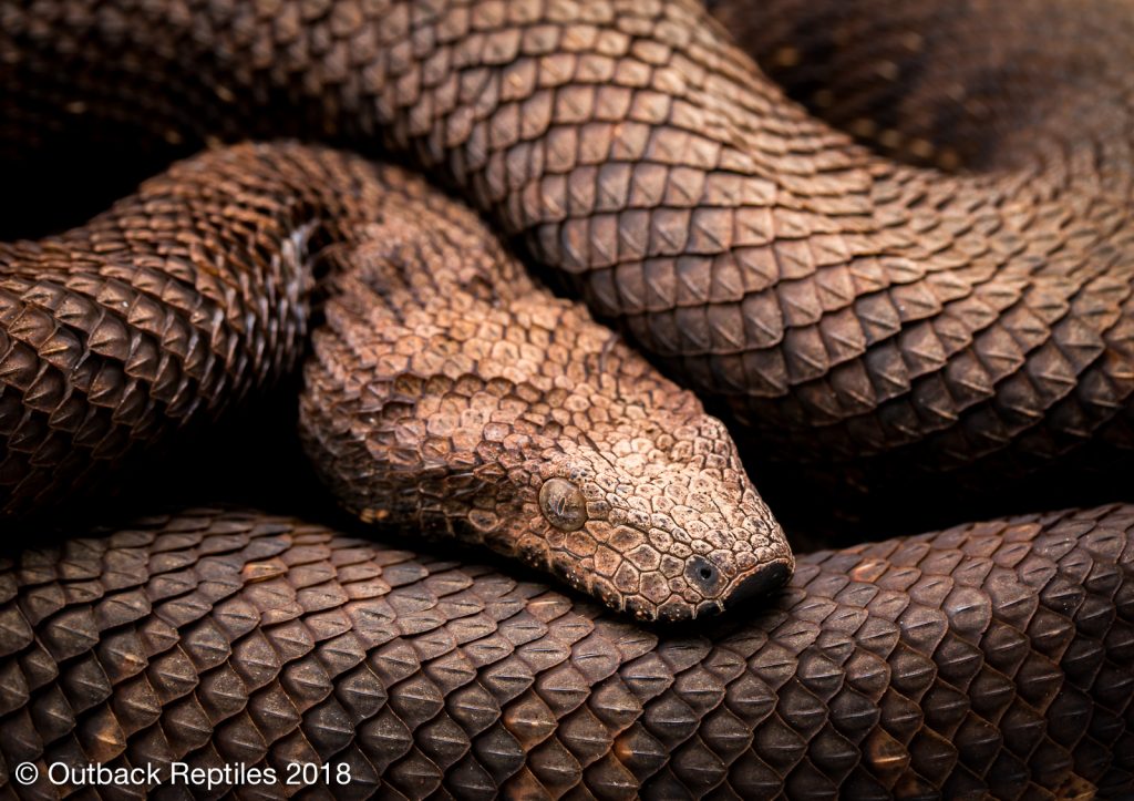 Viper Boa - Candoia aspera