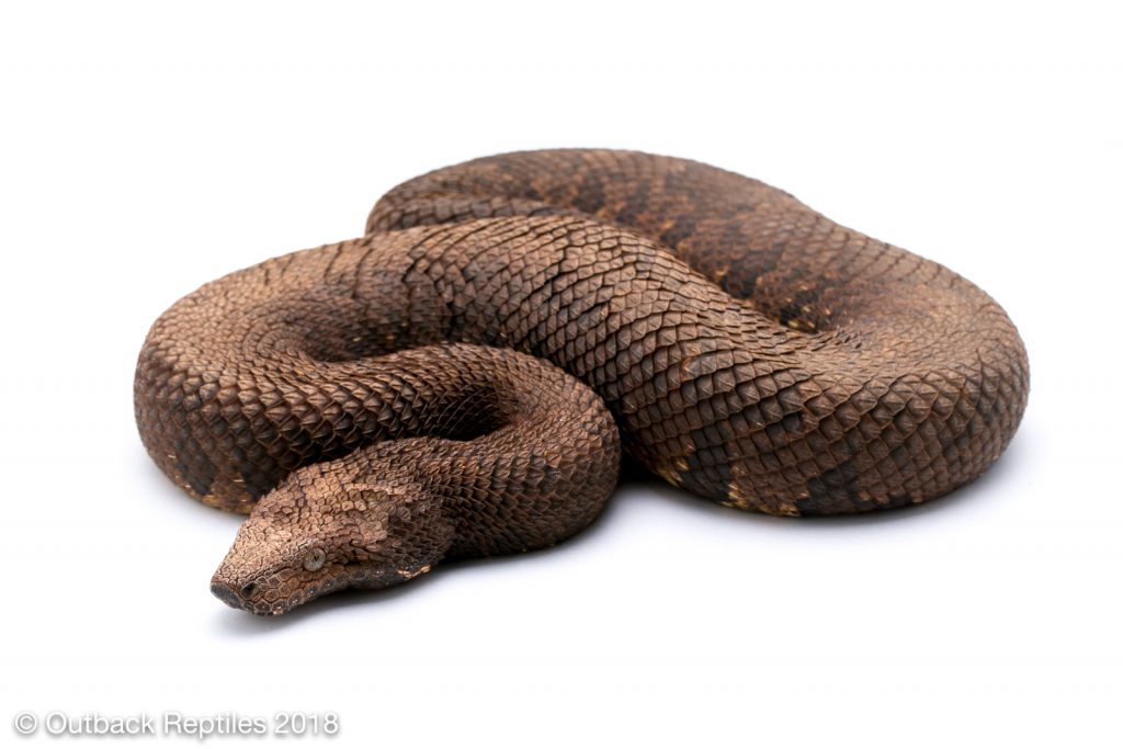 Viper Boa - Candoia aspera