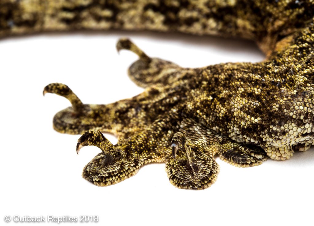 Vorax Gecko - Giant Halmahera Gecko - Gehyra marginata