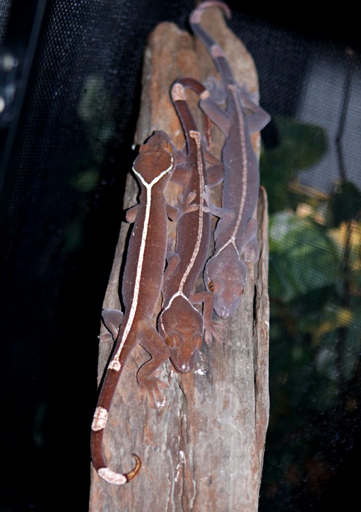 White Lined Gecko - Gecko vittatus