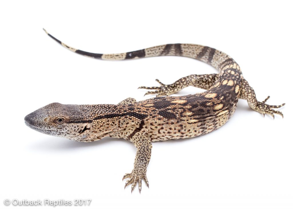 White Throat Monitor - Varanus albigolaris