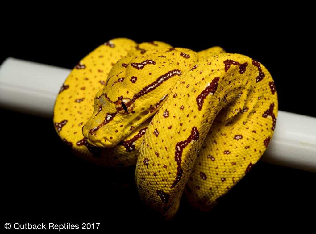 Biak Green Tree Python for sale - Morelia viridis