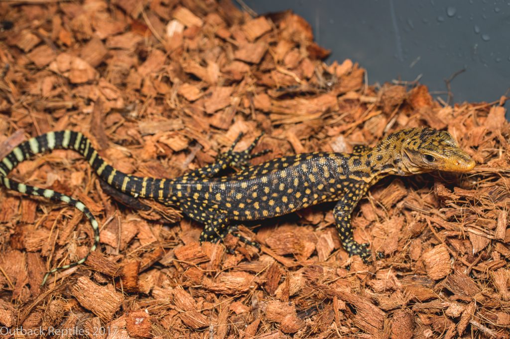 Yellow Quince Monitor - Varanus melinus